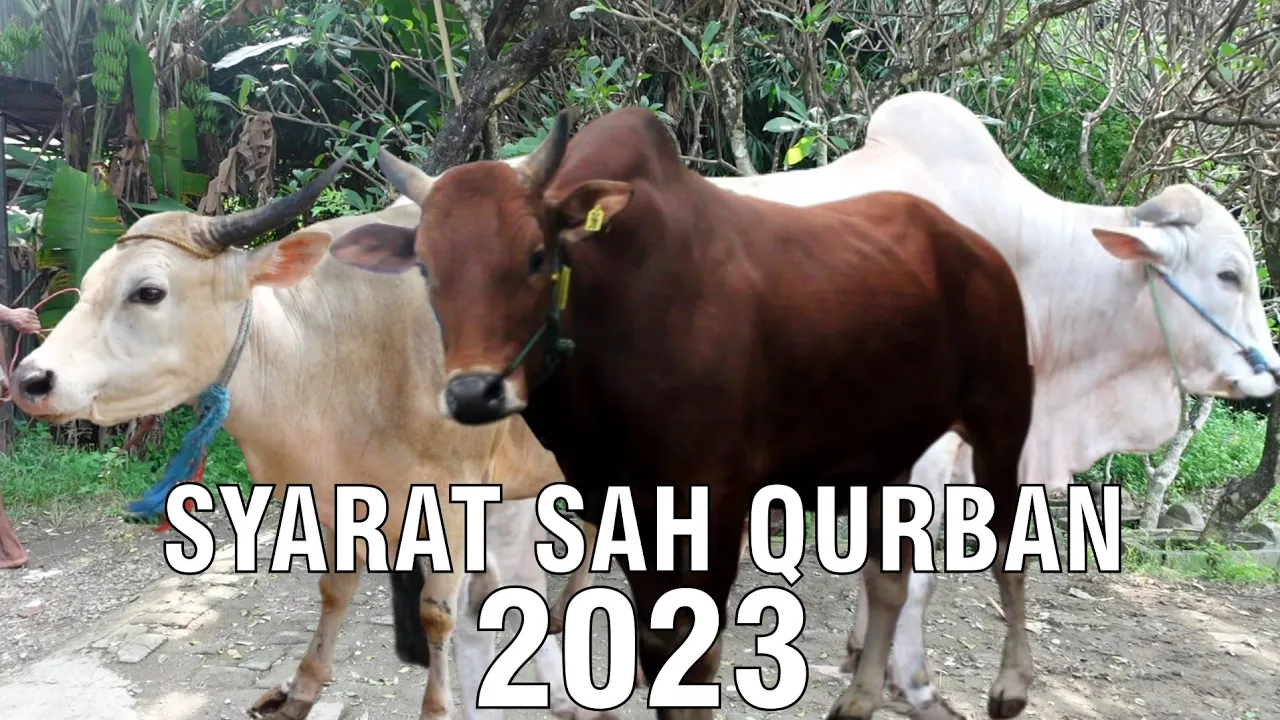 
                                 Syarat-Sah-Kurban-2023.jpg